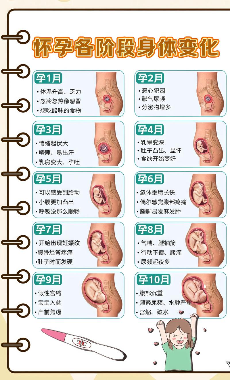 揭秘供卵代孕妈妈怀孕小腹分两节，孕期变化的奥秘怀化代生机构: